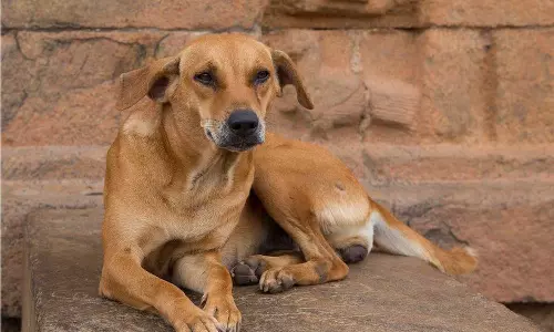 Stray dog representative image