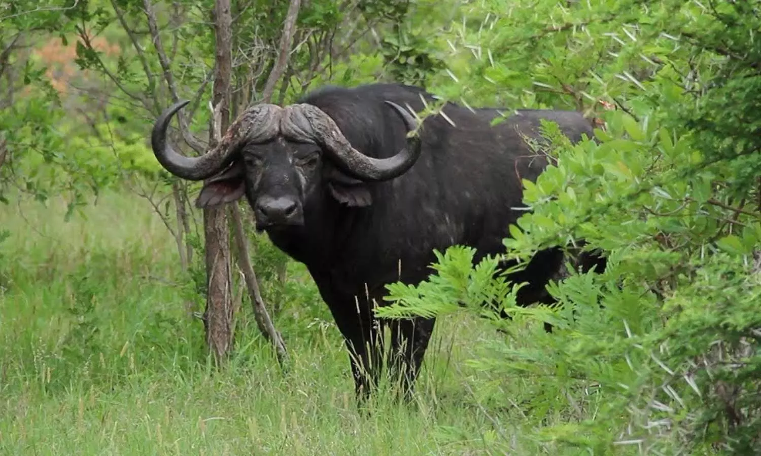 മറയൂരിൽ കാട്ടുപോത്ത് ആക്രമണത്തിൽ വയോധികന് പരിക്ക്