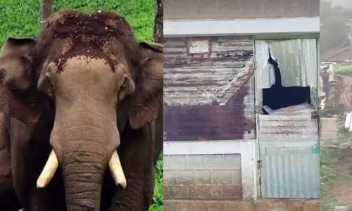 Wild elephant attacks rations shop in Idukki,