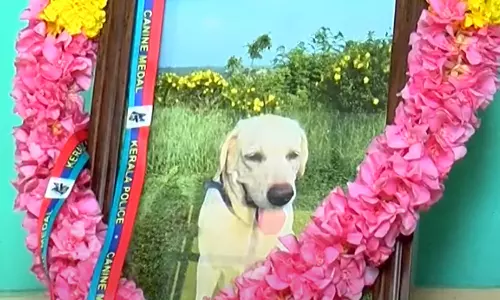 kalyani dog kalyani dog