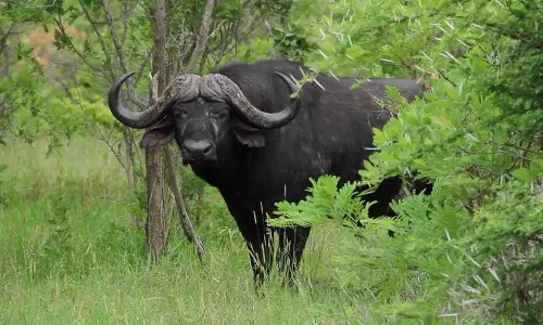 മറയൂരിൽ കാട്ടുപോത്ത് ആക്രമണത്തിൽ വയോധികന് പരിക്ക്