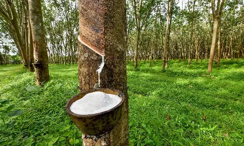 Rubber subsidy in Kerala has been increased to 180 rupees Rubber subsidy in Kerala has been increased to 180 rupees