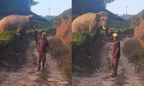 A young man doing a photo shoot with elephant in Munnar