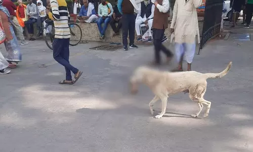ലഖ്‌നൗ ആശുപത്രി വളപ്പിൽ കൈപത്തിയും കടിച്ചുപിടിച്ച് തെരുവുനായ;  ഭയന്ന് ജനം