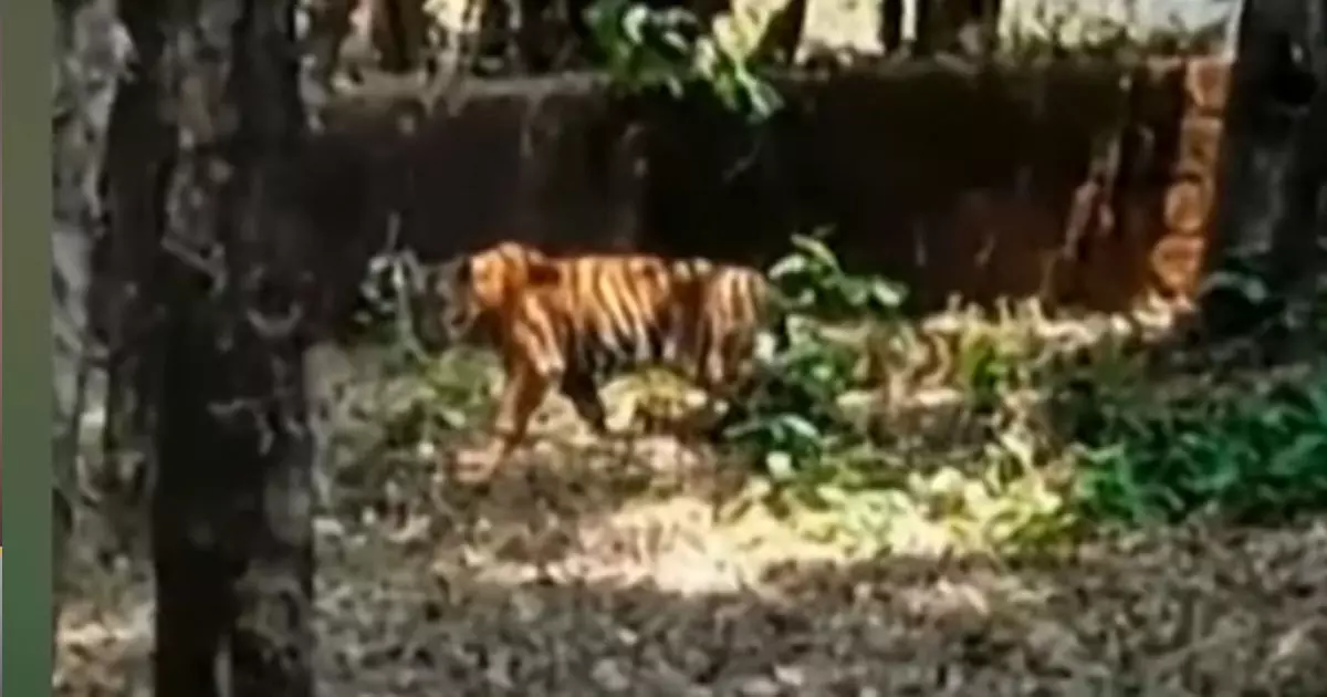 Kelakam, Atakathod region of Kannur under tiger threat Kelakam, Atakathod region of Kannur under tiger threat