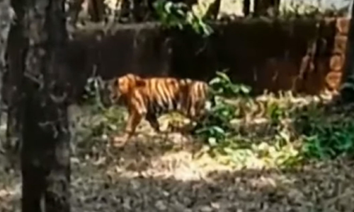 Kelakam, Atakathod region of Kannur under tiger threat Kelakam, Atakathod region of Kannur under tiger threat