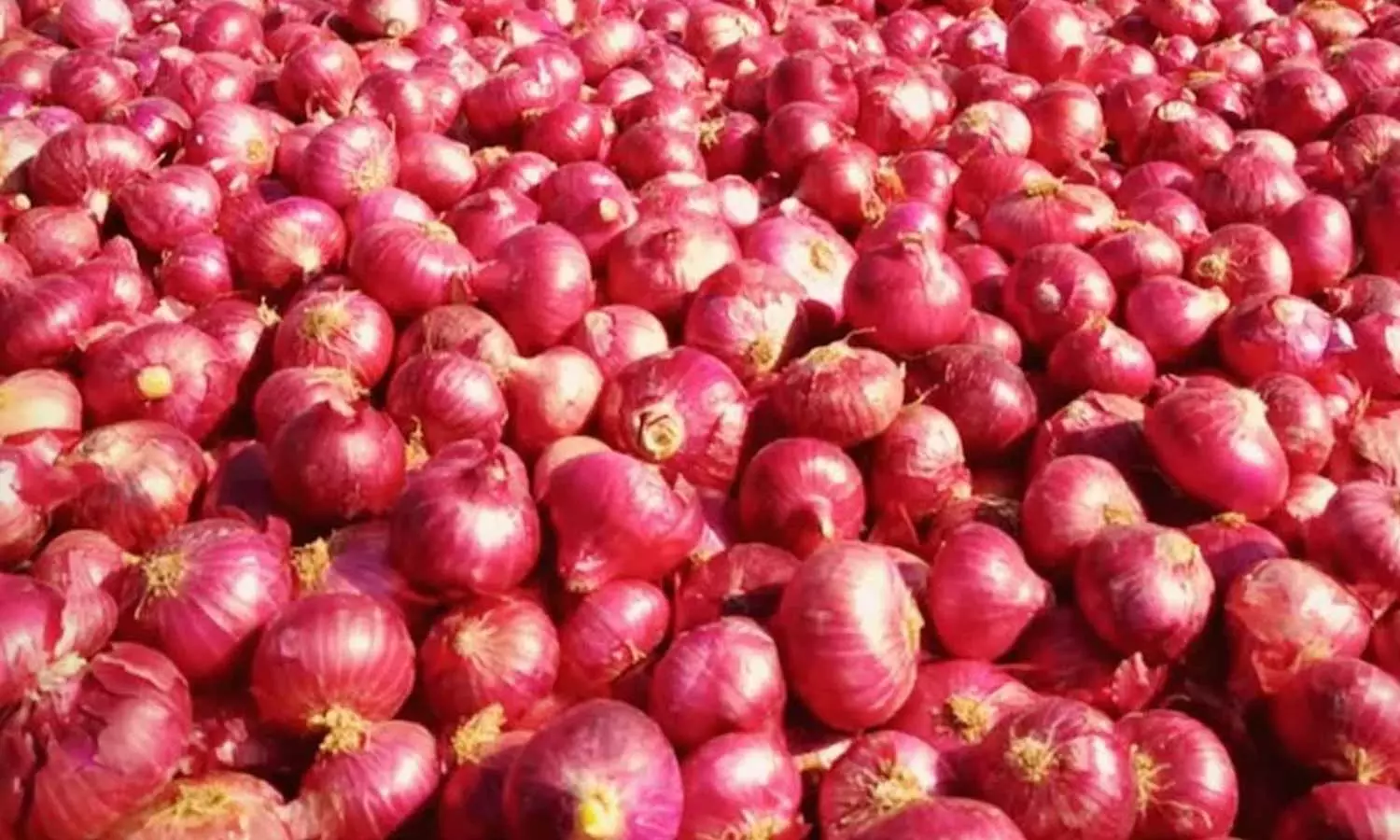 ഉള്ളി കയറ്റുമതിക്കുള്ള നിരോധനം അനിശ്ചിതകാലത്തേക്ക് നീട്ടി ഉള്ളി കയറ്റുമതിക്കുള്ള നിരോധനം അനിശ്ചിതകാലത്തേക്ക് നീട്ടി