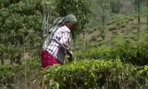 പൂട്ടിക്കിടക്കുന്ന തോട്ടങ്ങളിലെ തൊഴിലാളികൾക്ക് ഗ്രാറ്റുവിറ്റി; അഞ്ച് കോടി നൽകും