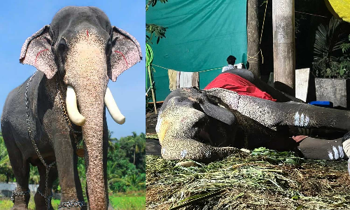 കൊമ്പൻ മംഗലാംകുന്ന് അയ്യപ്പൻ ചരിഞ്ഞു കൊമ്പൻ മംഗലാംകുന്ന് അയ്യപ്പൻ ചരിഞ്ഞു