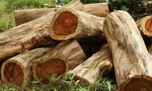 വയനാട്ടിൽ ആദിവാസികളുടെ ഭൂമിയിൽ അനധികൃത മരം മുറി