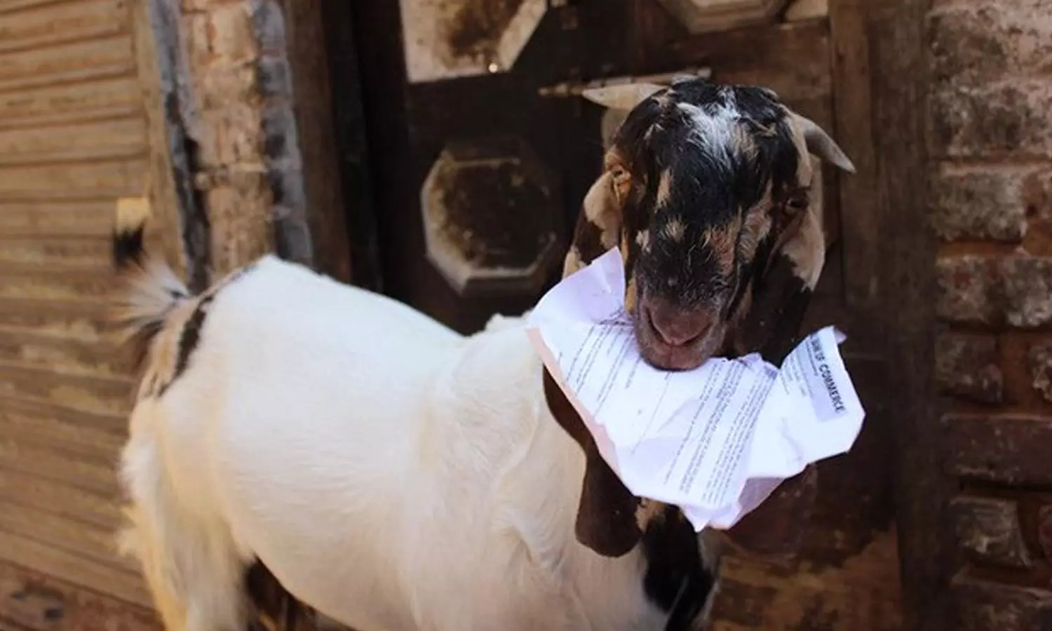 ആട് ഹാൾടിക്കറ്റ് തിന്നു;  ജീവനൊടുക്കാൻ ശ്രമിച്ച് വിദ്യാർഥിനി