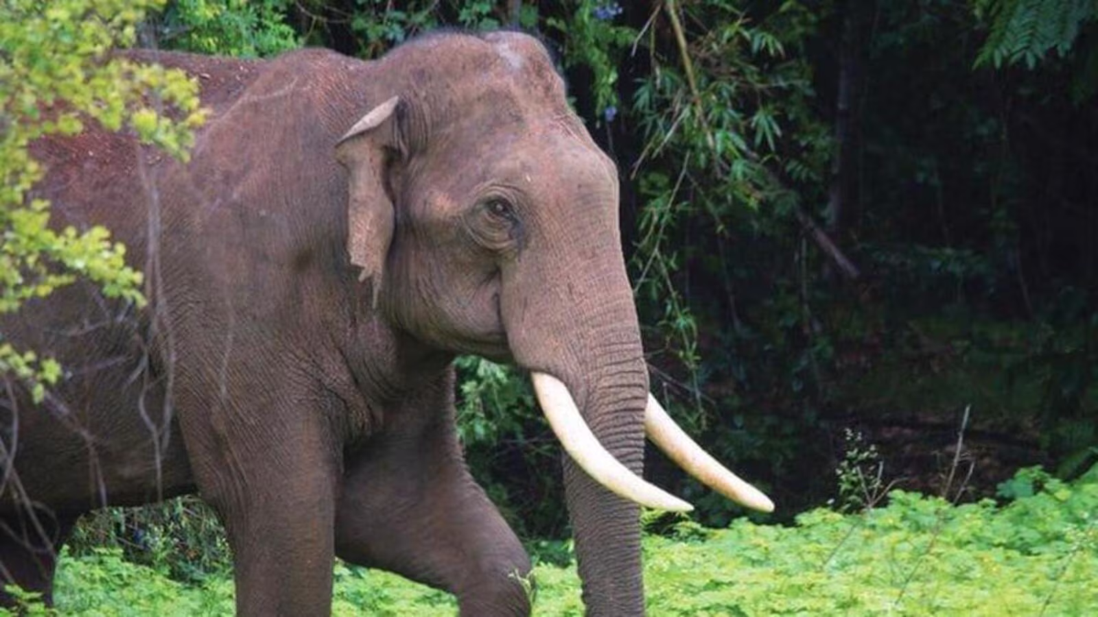 Idukki elephant