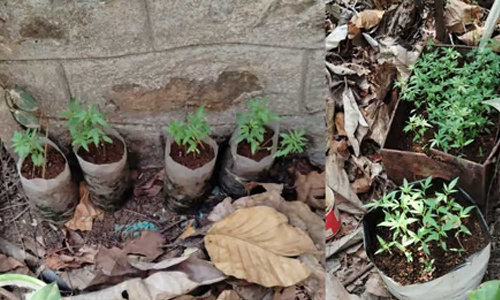 ഓഫീസിൽ കഞ്ചാവ് വളർത്തൽ; അന്വേഷണം വിപുലികരിച്ച് വനം വിജിലൻസ്