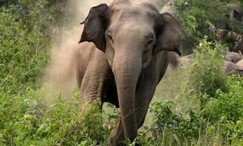 Elephant attack, wayanad,