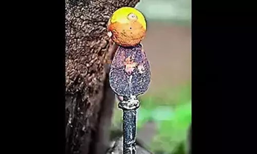 Nine lemons from a temple in Tamil Nadu, believed by devotees to cure infertility, were auctioned for Rs 2.3 lakh