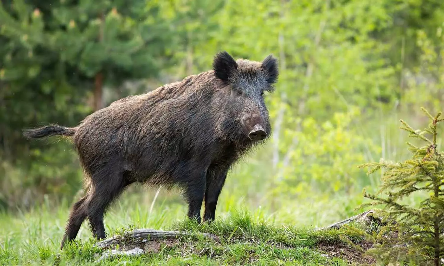 കാട്ടുപന്നിയുടെ ആക്രമണത്തിൽ വീട്ടമ്മയ്ക്ക് ഗുരുതര പരിക്ക് കാട്ടുപന്നിയുടെ ആക്രമണത്തിൽ വീട്ടമ്മയ്ക്ക് ഗുരുതര പരിക്ക്