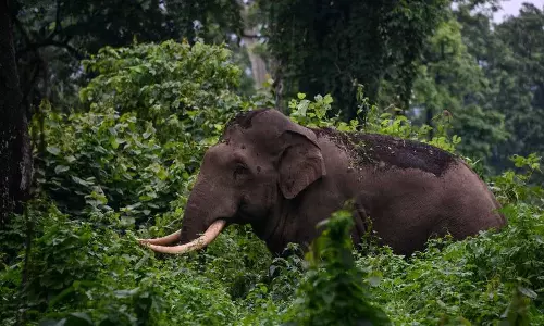 The man who was injured in the attack with the katana died,latest news കാട്ടാനയുടെ ആക്രമണത്തിൽ പരിക്കേറ്റയാൾ മരിച്ചു The man who was injured in the attack with the katana died,latest news കാട്ടാനയുടെ ആക്രമണത്തിൽ പരിക്കേറ്റയാൾ മരിച്ചു