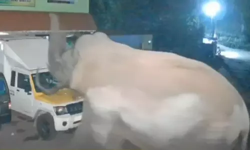 wild elephants, Idukki wild elephants,wild elephants,attack idukki,latest malayalam news,ഇടുക്കി,കാട്ടാന,പടയപ്പയും ചക്കക്കൊമ്പനും,ജനവാസമേഖലയില് കാട്ടുപോത്ത്, wild elephants, Idukki wild elephants,wild elephants,attack idukki,latest malayalam news,ഇടുക്കി,കാട്ടാന,പടയപ്പയും ചക്കക്കൊമ്പനും,ജനവാസമേഖലയില് കാട്ടുപോത്ത്,