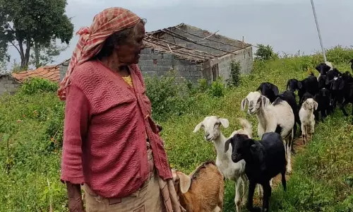 ലിങ്കിയമ്മയുടെ ആടുജീവിതം