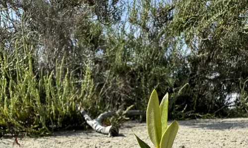 കോപ്28​ ഉച്ചകോടിയിൽ പങ്കെടുത്തവർക്കായി അബൂദബിയിൽ നട്ടത്​ 8.5ലക്ഷം കണ്ടൽ ചെടികൾ​