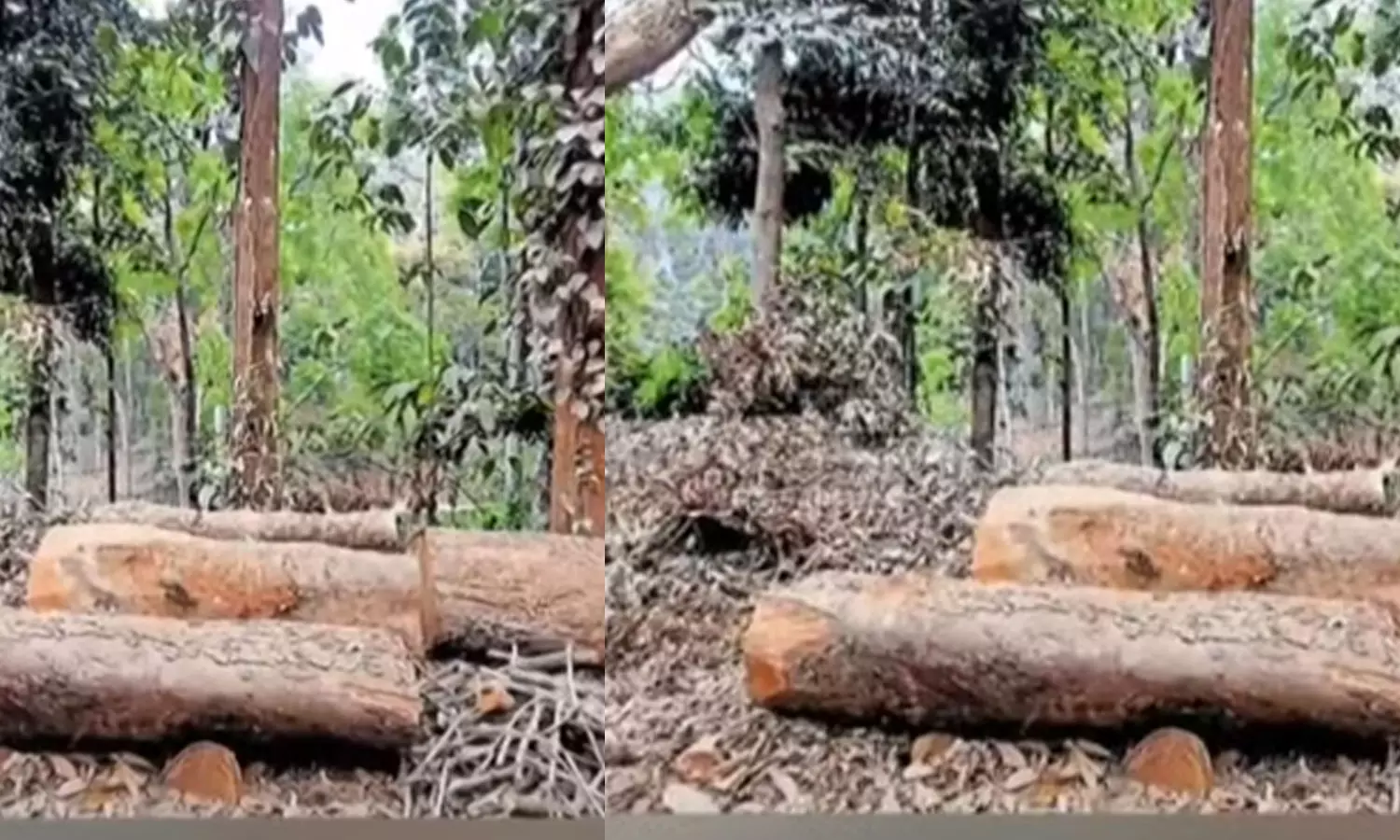 sugandhagiri sugandhagiri