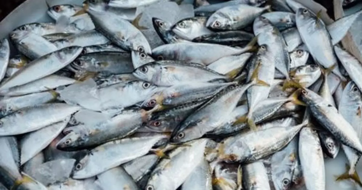 Action in Bahrain against companies that violate the law and export fish