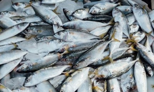 Action in Bahrain against companies that violate the law and export fish