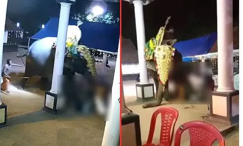 Elephant attack in Vaikkom