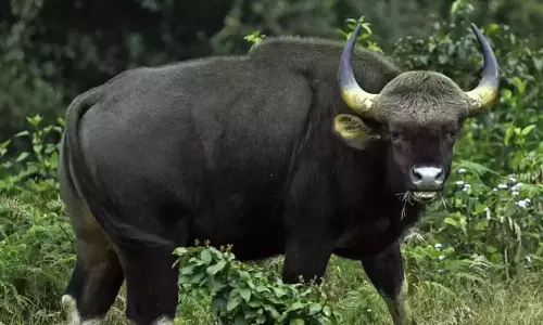 wild buffalo attack