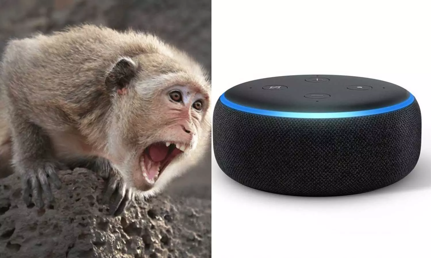 ആക്രമിക്കാൻ വന്ന കുരങ്ങനെ അലക്‌സ ഉപയോഗിച്ച് ഓടിച്ചു;  13കാരിക്ക് ജോലി വാഗ്ദാനം ചെയ്ത് ആനന്ദ് മഹീന്ദ്ര