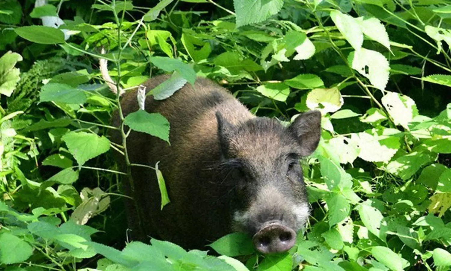 Idukki, wild boar attack,latest malayalam news,wild animal attack in kerala,കാട്ടുപന്നി ആക്രമണം,ഇടുക്കി,കാട്ടുപന്നി ഓട്ടോയിലിടിച്ചു Idukki, wild boar attack,latest malayalam news,wild animal attack in kerala,കാട്ടുപന്നി ആക്രമണം,ഇടുക്കി,കാട്ടുപന്നി ഓട്ടോയിലിടിച്ചു