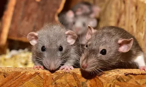 Rats Blamed DestroyingGanja