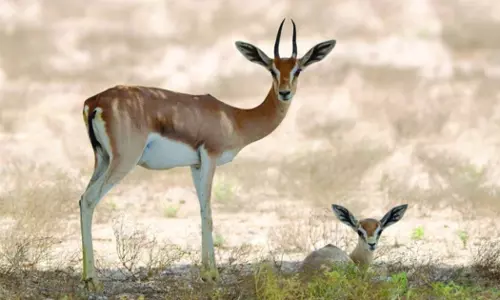 Sultan of Oman declared natural reserves in three places