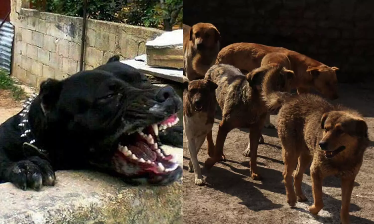 15കാരനെ കടിച്ചുകുടഞ്ഞ് പിറ്റ്ബുൾ നായ;   രക്ഷകരായി തെരുവുനായ്ക്കൾ