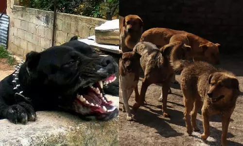 15കാരനെ കടിച്ചുകുടഞ്ഞ് പിറ്റ്ബുൾ നായ;   രക്ഷകരായി തെരുവുനായ്ക്കൾ