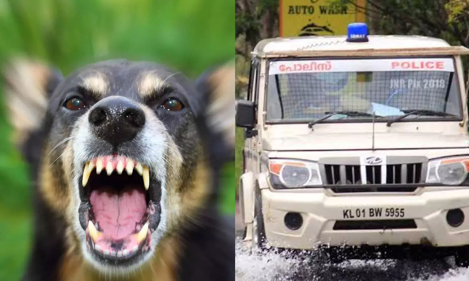 തെരുവ് നായ്ക്കളുടെ ആക്രമണം; തൃപ്പൂണിത്തുറ ഹിൽപാലസ് എസ് ഐക്ക് ഗുരുതര പരിക്ക് തെരുവ് നായ്ക്കളുടെ ആക്രമണം; തൃപ്പൂണിത്തുറ ഹിൽപാലസ് എസ് ഐക്ക് ഗുരുതര പരിക്ക്