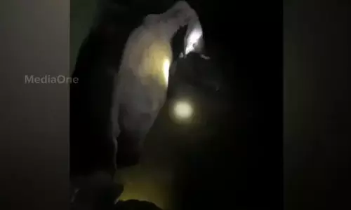 Elephant fell into the well