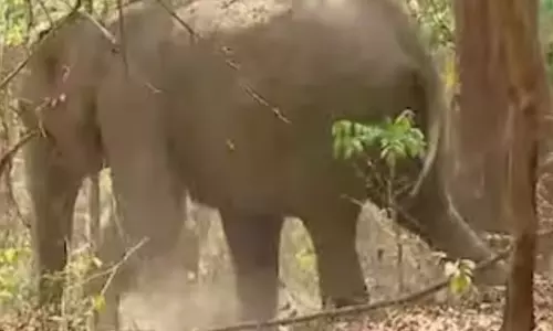 മലമ്പുഴയിൽ അപകടത്തിൽപ്പെട്ട ആനയുടെ ആരോഗ്യനില അതീവ ഗുരുതരം; എഴുന്നേൽക്കാനുള്ള ശ്രമം പരാജയപ്പെട്ടു