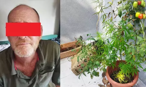 British man grows ganja on terrace