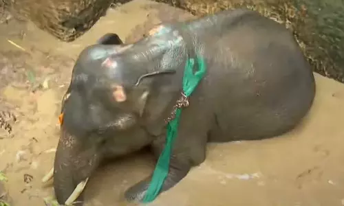Wild elephant falls into well