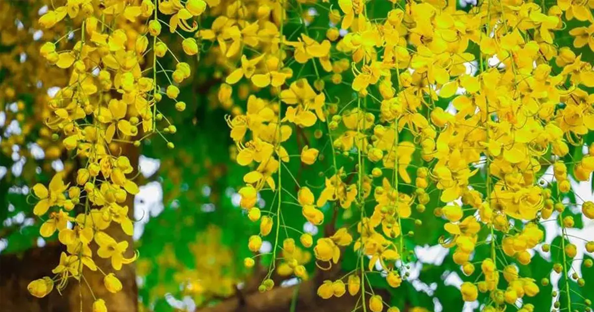 Expatriates in UAE are ready to celebrate Vishu