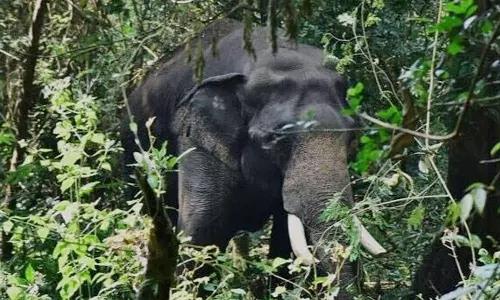 The injured wild elephant dies in Malampuzha