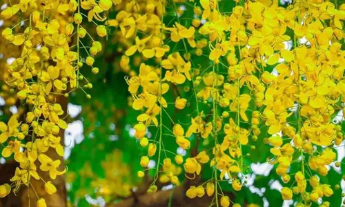 Expatriates in UAE are ready to celebrate Vishu