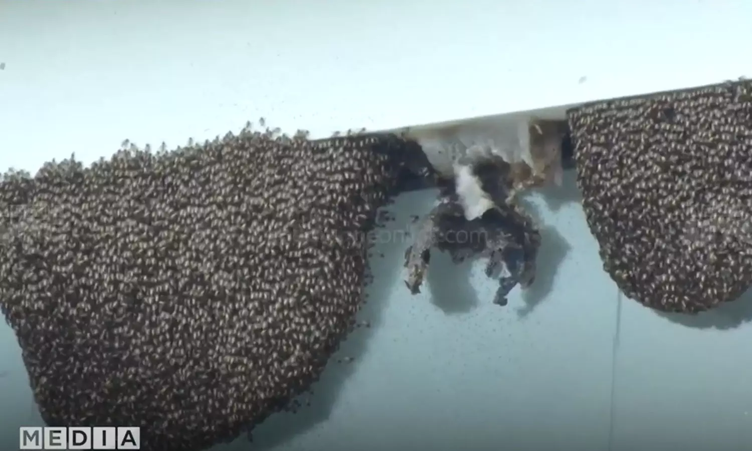 beehive,kottayam,latest malayalam news,തേനീച്ച കൂട്,മലയാളം വാർത്ത beehive,kottayam,latest malayalam news,തേനീച്ച കൂട്,മലയാളം വാർത്ത