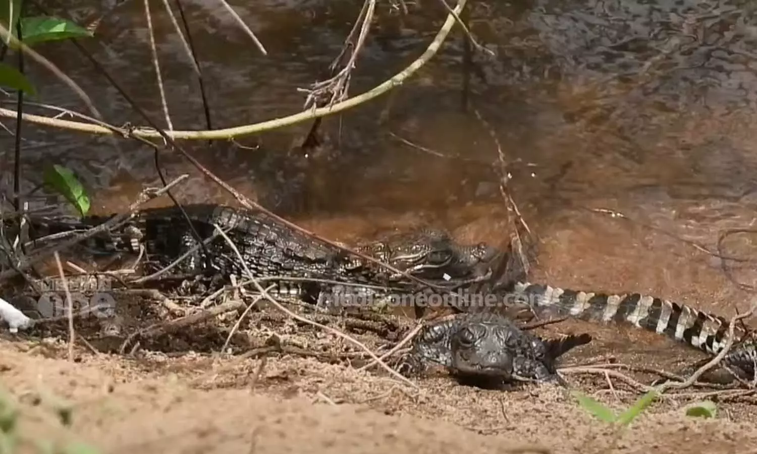 അതിരപ്പിള്ളിയിൽ വിരിഞ്ഞിറങ്ങി മുതലക്കുഞ്ഞുങ്ങൾ അതിരപ്പിള്ളിയിൽ വിരിഞ്ഞിറങ്ങി മുതലക്കുഞ്ഞുങ്ങൾ