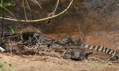 അതിരപ്പിള്ളിയിൽ വിരിഞ്ഞിറങ്ങി മുതലക്കുഞ്ഞുങ്ങൾ