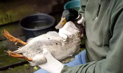 ആലപ്പുഴയിൽ വീണ്ടും പക്ഷിപ്പനി;   താറാവുകളെ കൂട്ടത്തോടെ കൊന്നൊടുക്കും