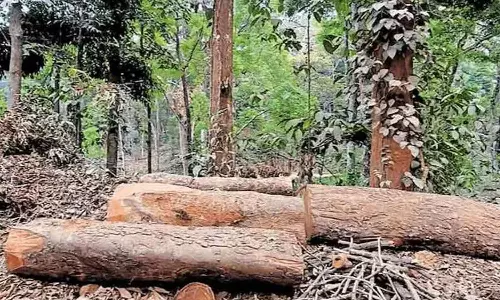 സുഗന്ധഗിരി മരംമുറി: സൗത്ത് വയനാട് ഡി.എഫ്.ഒ അടക്കം മൂന്നുപേർക്കുകൂടി സസ്‌പെൻഷൻ