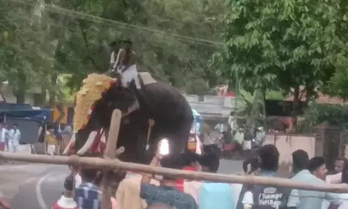 elephant turn violent