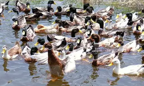 Animal Welfare Department says not to worry about bird flu; Guidelines issued